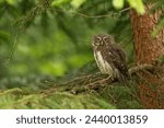 Eurasian pygmy owl is really smal owl