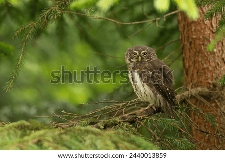 Eurasian pygmy owl is really smal owl