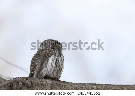 Eurasian pygmy owl sitting on a tree branch in spring day close up