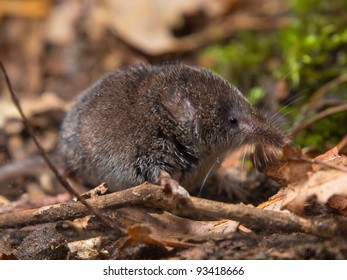 Eurasian Pygmy Shrew On Forest Floor