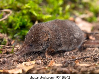 The Eurasian Pygmy Shrew Is One Of The Smallest Mammals In The World