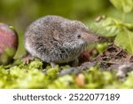 Eurasian pygmy shrew (Sorex minutus) mouse in natural habitat. This is one of the smallest mammals in the world.