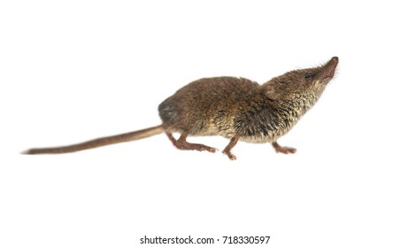 Eurasian Pygmy Shrew (Sorex Minutus) Looking Up On White Background