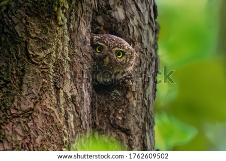 Eurasian Pygmy-Owl Glaucidium passerinum looking from the nest hole in the forest. Small european owl looking from the nesting hole and cleaning it from the rest of hunted prey, face to face and eyes.