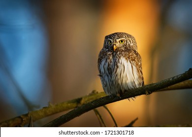 Eurasian Pygmy-Owl - Glaucidium passerinum sitting on the branch with the prey in the forest in summer. Small european owl with the green background.