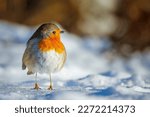 Eurasian red chest robin in winter snow