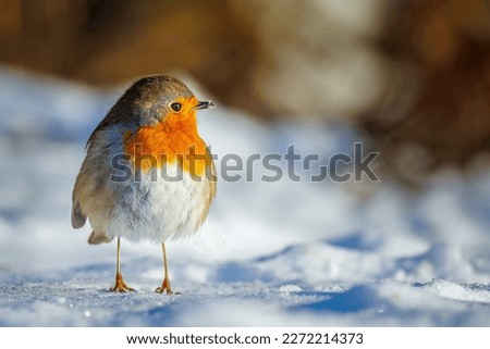 Eurasian red chest robin in winter snow