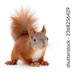 Eurasian red squirrel isolated on white background.