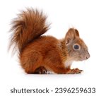 Eurasian red squirrel isolated on white background.