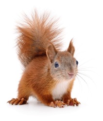 Eurasian Red Squirrel Isolated On White Background.