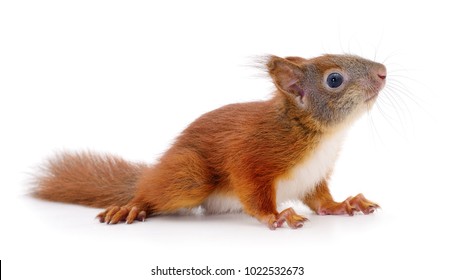 Eurasian Red Squirrel Isolated On White Background.