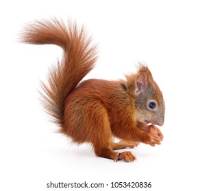 Eurasian Red Squirrel Isolated On White Background.