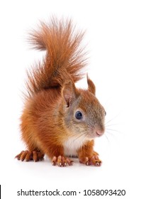 Eurasian Red Squirrel Isolated On White Background.