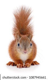 Eurasian Red Squirrel Isolated On White Background.