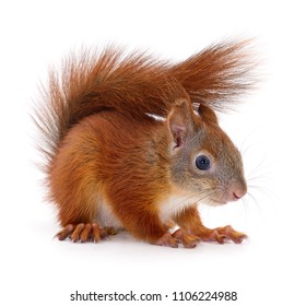 Eurasian Red Squirrel Isolated On White Background.