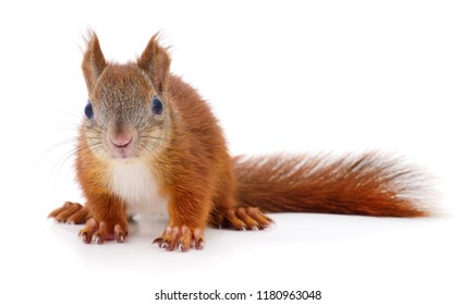 Eurasian Red Squirrel Isolated On White Background.