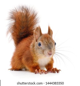 Eurasian Red Squirrel Isolated On White Background.