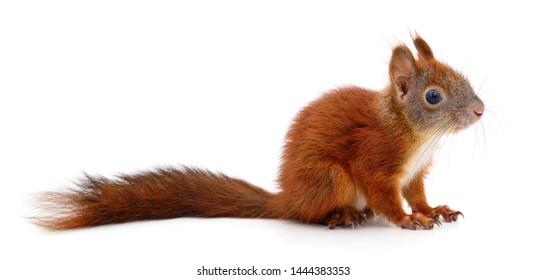 Eurasian Red Squirrel Isolated On White Background.