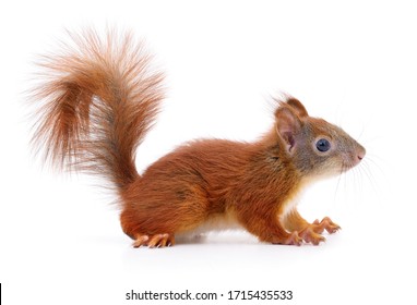 Eurasian Red Squirrel Isolated On White Background.