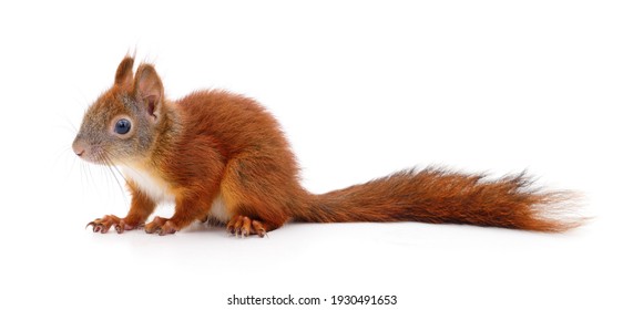 Eurasian Red Squirrel Isolated On White Background.