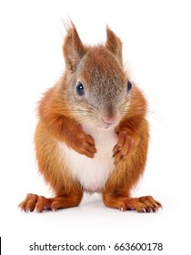 Eurasian Red Squirrel Isolated On White Background.