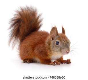 Eurasian Red Squirrel Isolated On White Background.