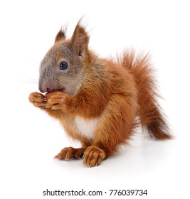 Eurasian Red Squirrel Isolated On White Background.