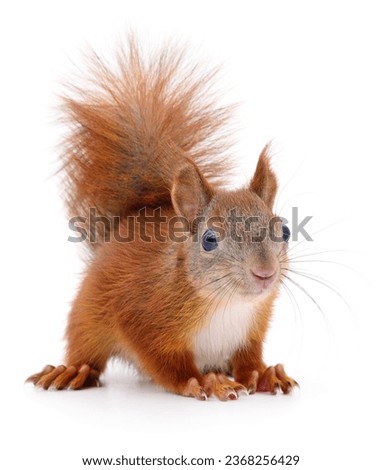 Eurasian red squirrel isolated on white background.