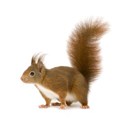 Eurasian Red Squirrel - Sciurus Vulgaris (2 Years) In Front Of A White Background