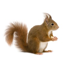 Eurasian Red Squirrel - Sciurus Vulgaris (2 Years) In Front Of A White Background