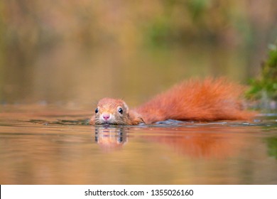 Eurasian Red Squirrel (Sciurus Vulgaris) In Dutch Forest. Swimming In A Lake.