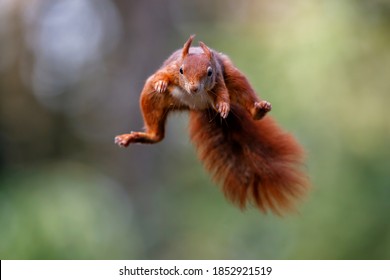 Eurasian red squirrel (Sciurus vulgaris) jumping in the forest of Noord Brabant in the Netherlands. Green background. - Shutterstock ID 1852921519