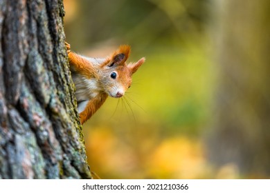 La ardilla roja euroasiática (Sciurus vulgaris) en su hábitat natural en el bosque otoñal. Retrato de una ardilla cerca. El bosque está lleno de ricos colores cálidos.