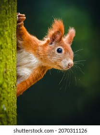 The Eurasian red squirrel (Sciurus vulgaris) looking from behind a tree. Beautiful autumn colors, delicate background. Shallow depth of field. - Shutterstock ID 2070311126