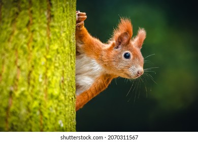 The Eurasian red squirrel (Sciurus vulgaris) looking from behind a tree. Beautiful autumn colors, delicate background. Shallow depth of field. - Shutterstock ID 2070311567