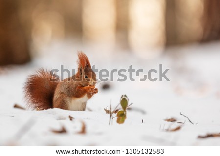Eurasian red squirrel (Sciurus vulgaris) nic portrait