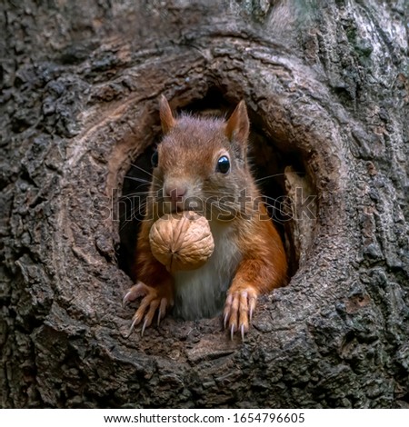 Eurasian red squirrel (Sciurus vulgaris) cautiously peeks out of the hole in a tree in the forest of Drunen, Noord Brabant in the Netherlands. 