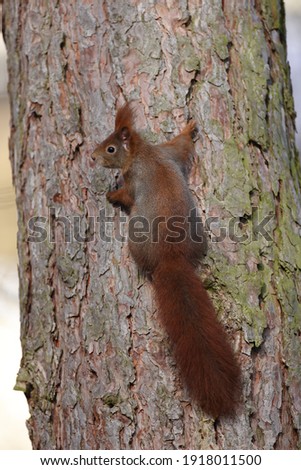 Similar – Neugierig schauendes Eichhörnchen