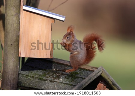 Similar – Neugierig schauendes Eichhörnchen