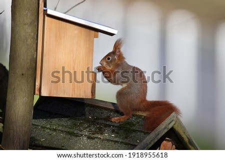 Similar – Neugierig schauendes Eichhörnchen