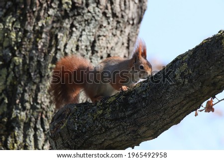 Similar – Neugierig schauendes Eichhörnchen