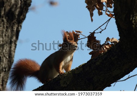 Similar – Neugierig schauendes Eichhörnchen