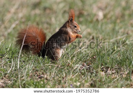 Similar – Neugierig schauendes Eichhörnchen