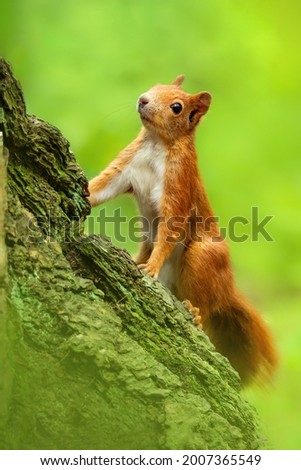 Similar – Image, Stock Photo nutcrackers Environment