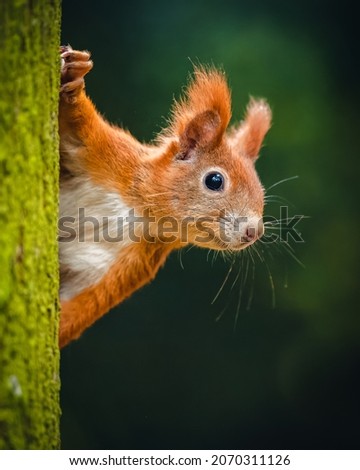 The Eurasian red squirrel (Sciurus vulgaris) looking from behind a tree. Beautiful autumn colors, delicate background. Shallow depth of field.