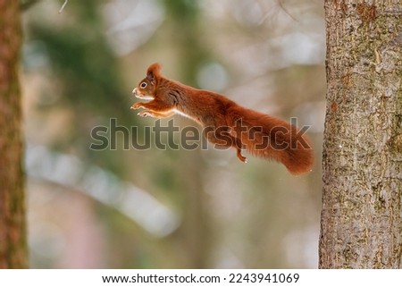 Eurasian red squirrel (Sciurus vulgaris) in the jump between the trees
