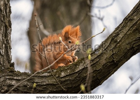 Eurasian Red Squirrel - Sciurus vulgaris, beautiful popular small mammal from European gardens and forests, Zlin, Czech Republic.