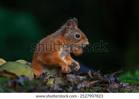 Similar – Eating squirrel in a sunny tree