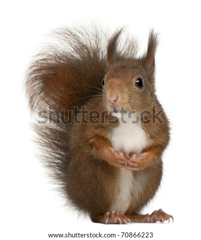 Similar – Image, Stock Photo closeup of grey squirrel face