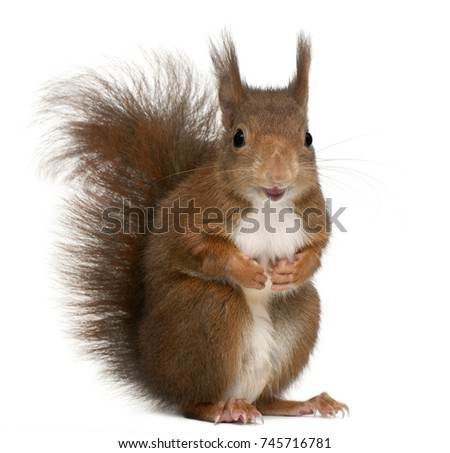 Similar – Image, Stock Photo closeup of grey squirrel face